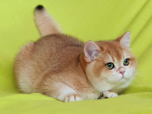 British Shorthair