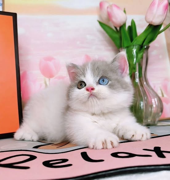 Munchkin