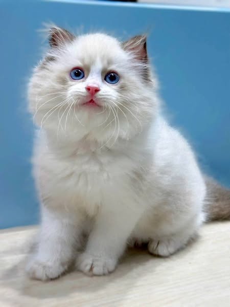 Ragdoll