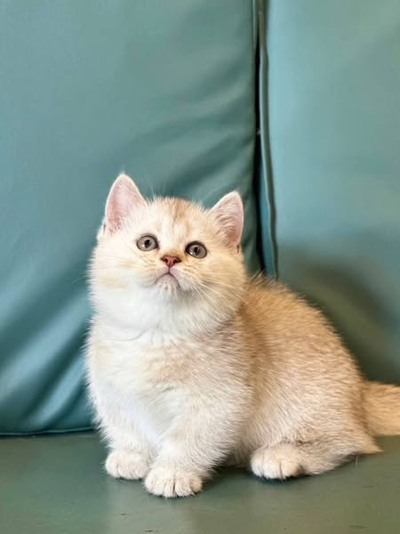 Munchkin