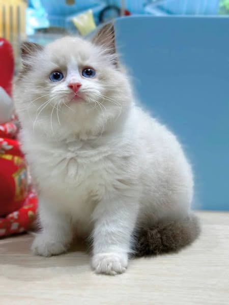 Ragdoll
