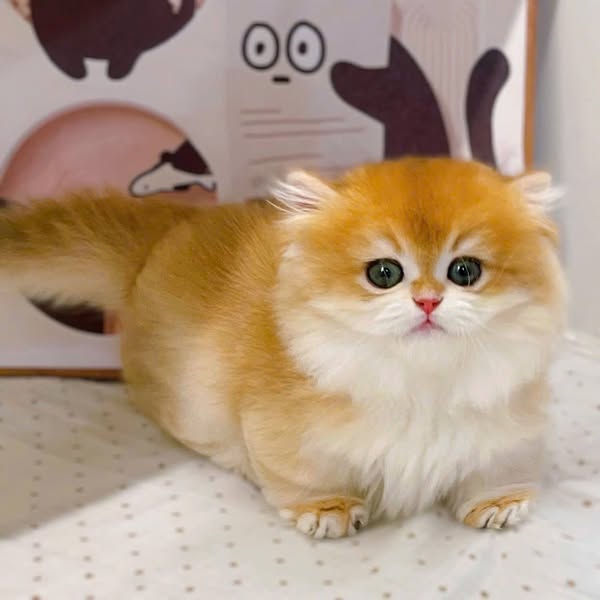 Munchkin Longhair