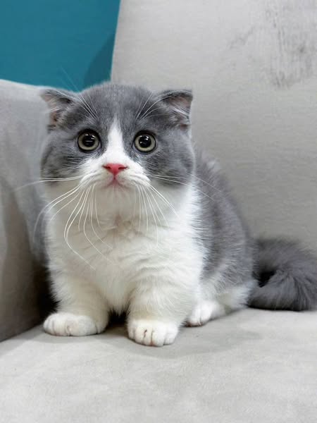 Munchkin Fold