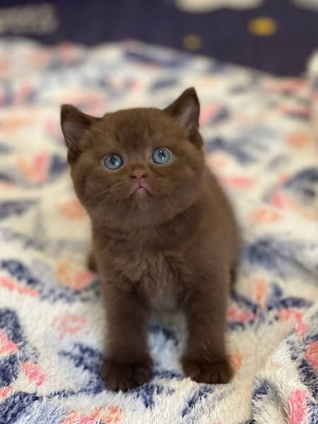 British Shorthair