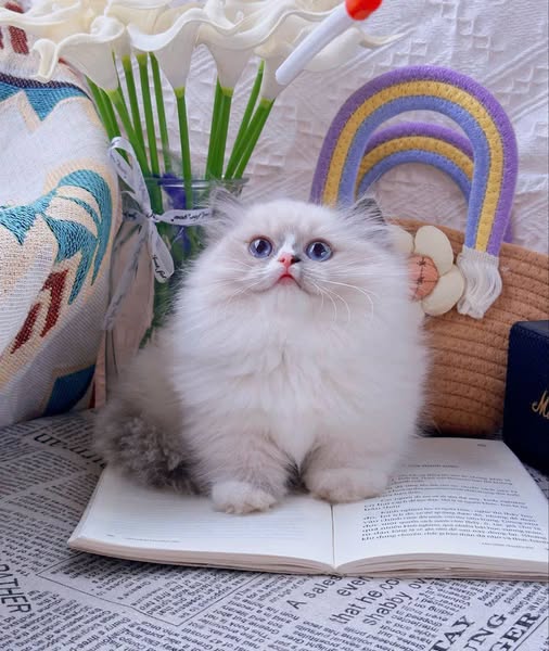 Ragdoll