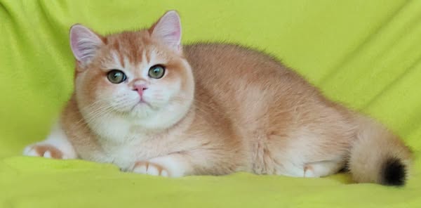 British Shorthair