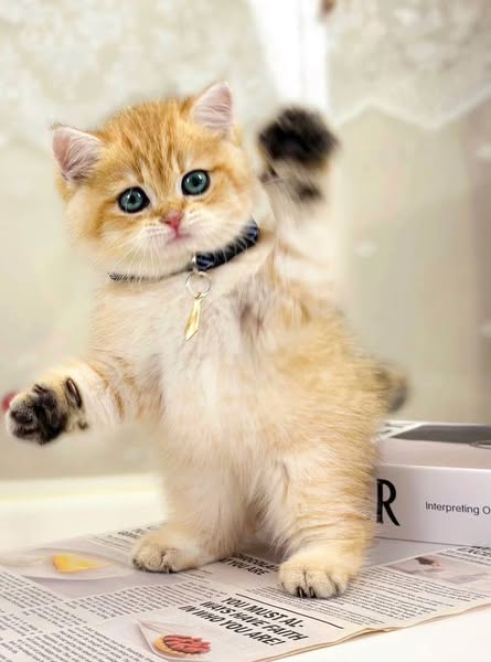 British Shorthair