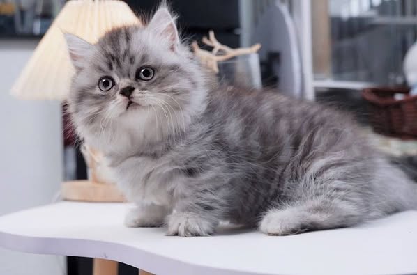Munchkin Longhair