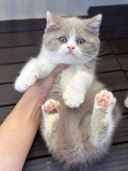 British Shorthair