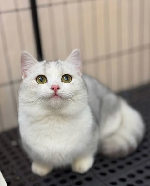 Munchkin
