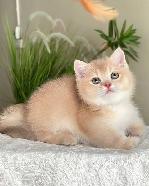 Munchkin