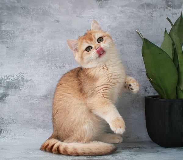British Shorthair