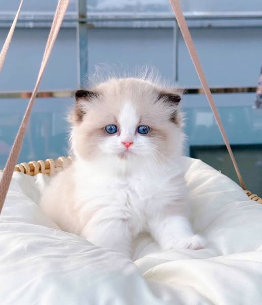 Ragdoll