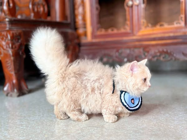 Selkirk Rex Munchkin