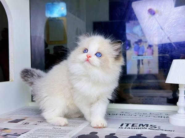 Ragdoll