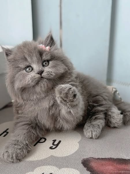 British Longhair