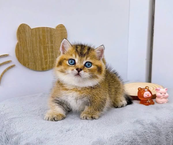 Munchkin