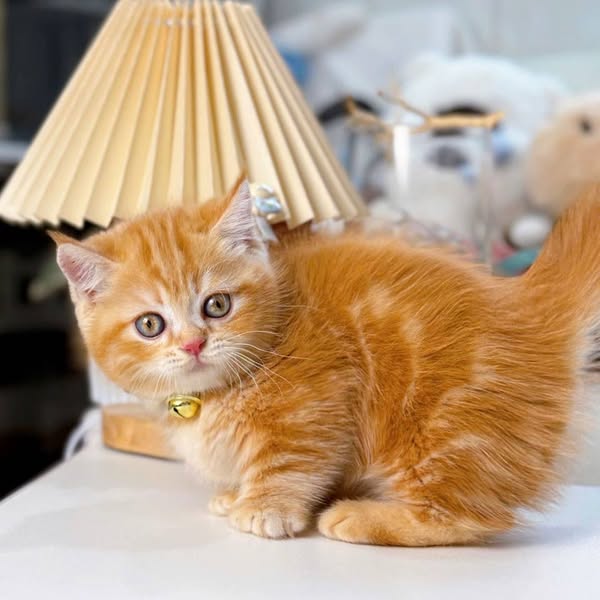 Munchkin