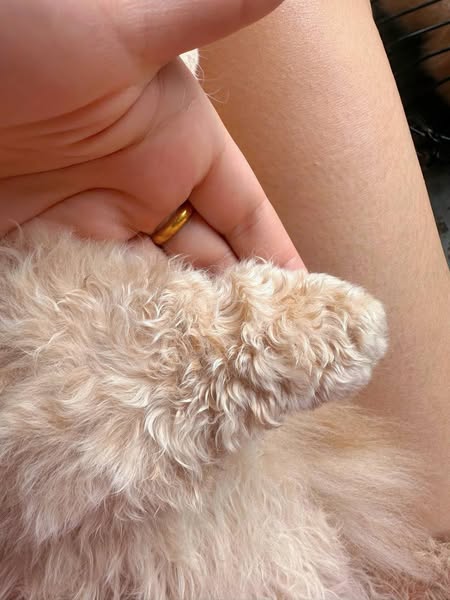 Selkirk Rex Munchkin