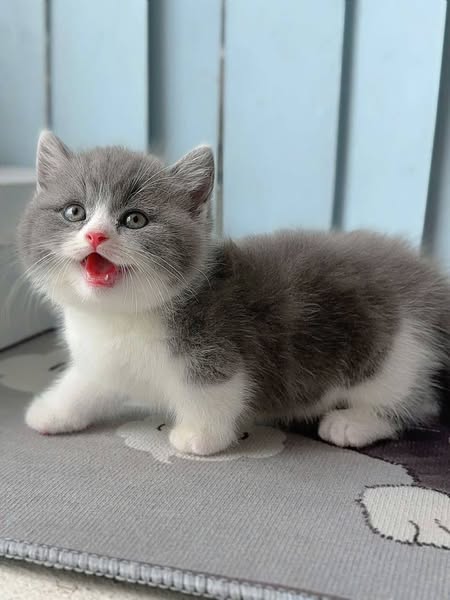 Munchkin