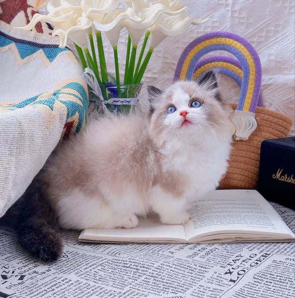 Ragdoll