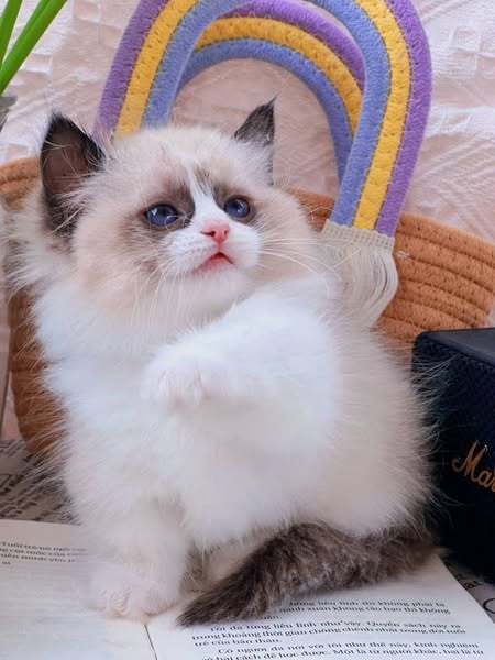Ragdoll