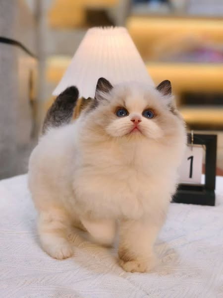 Ragdoll