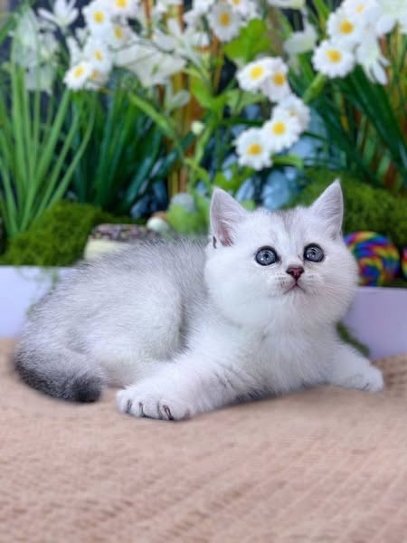 British Shorthair