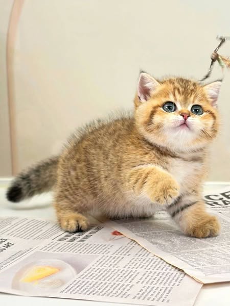 Munchkin