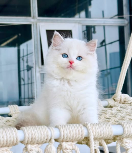 Ragdoll