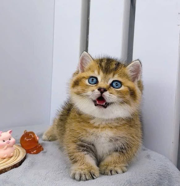 Munchkin