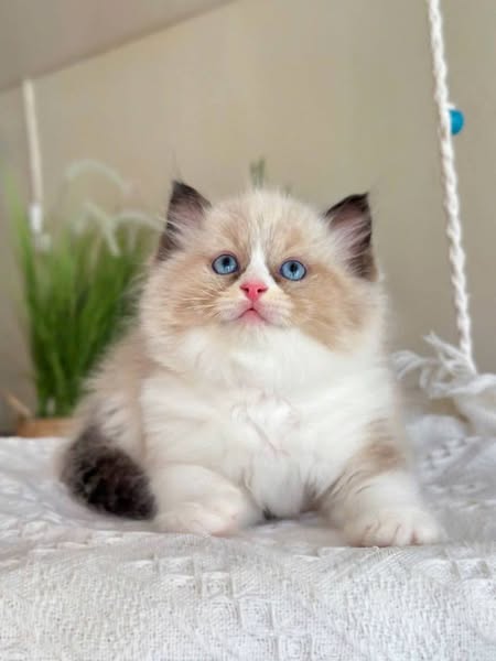Ragdoll