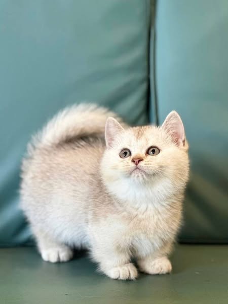 Munchkin