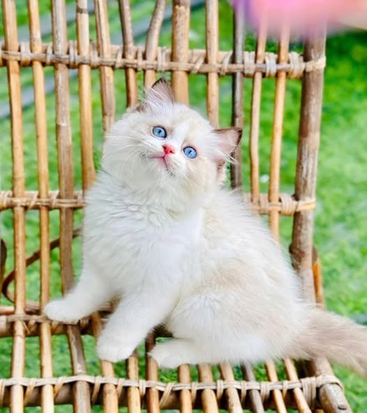 Ragdoll