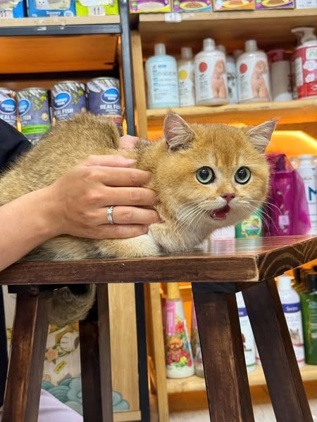 British Shorthair