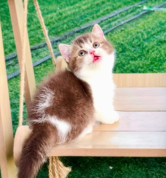 Munchkin