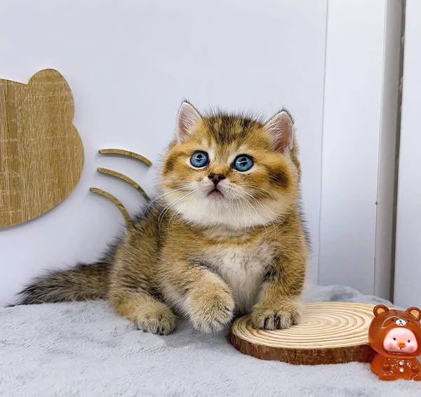Munchkin