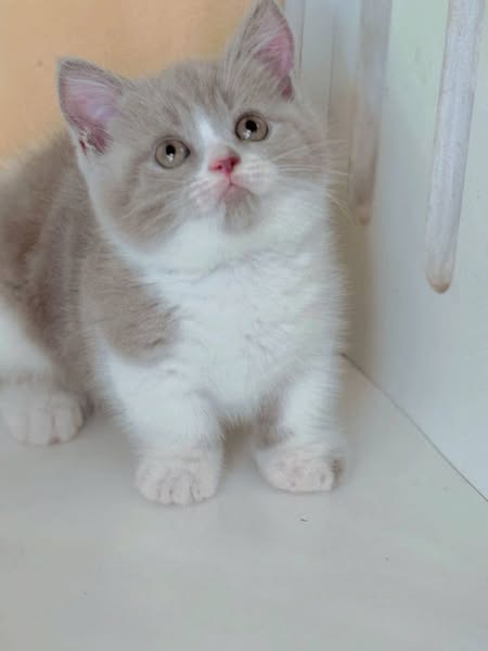 Munchkin