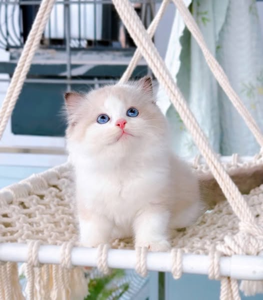 Ragdoll