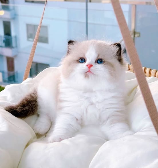 Ragdoll