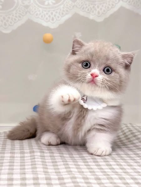 Munchkin