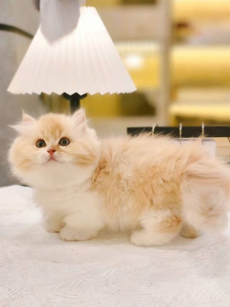Munchkin Longhair