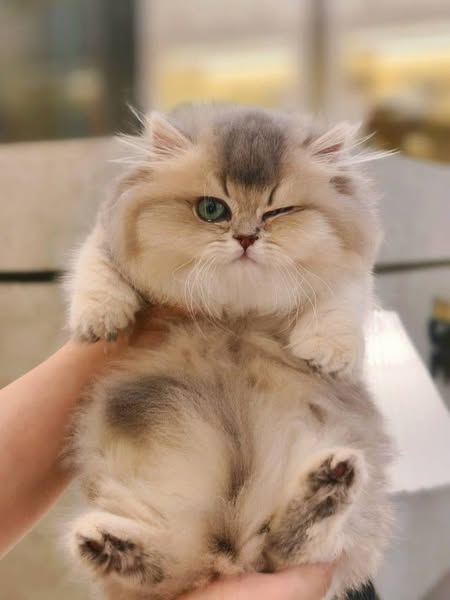 Munchkin Longhair