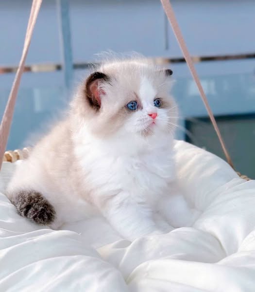 Ragdoll