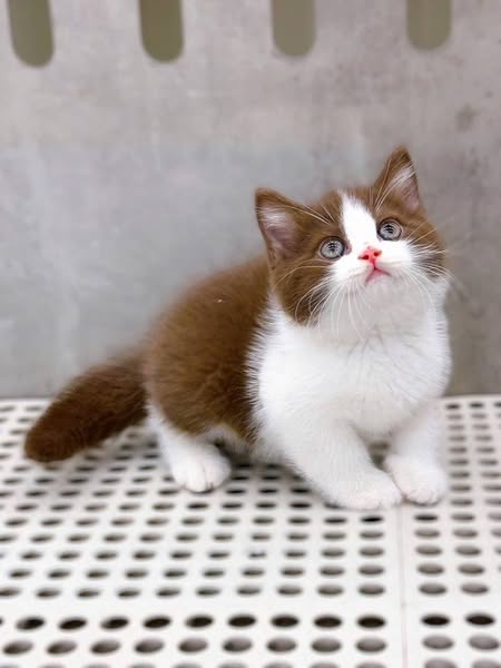 Munchkin