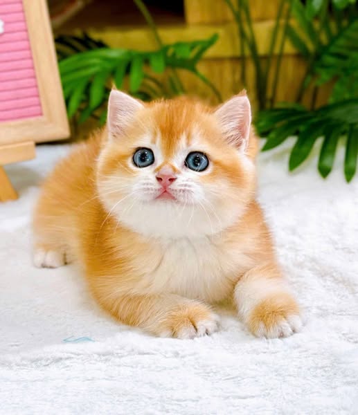 British Shorthair