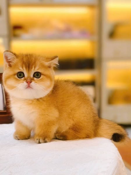 Munchkin