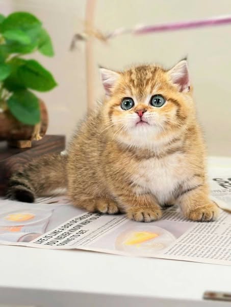Munchkin