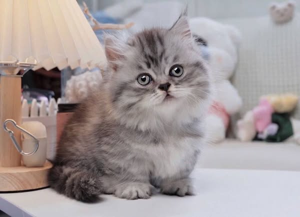Munchkin Longhair