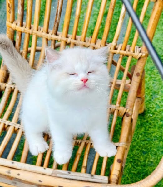 Ragdoll